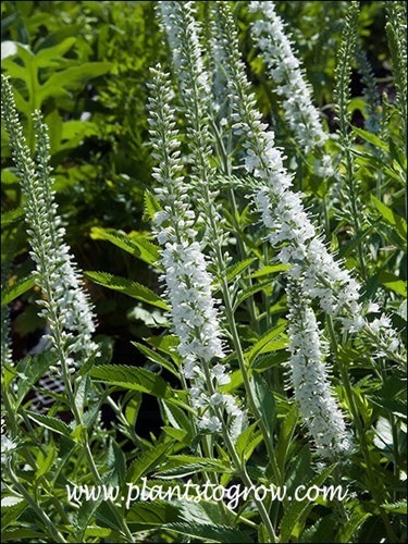 Icicles Veronica (Veronica spicata)
Nice clean white flowers.